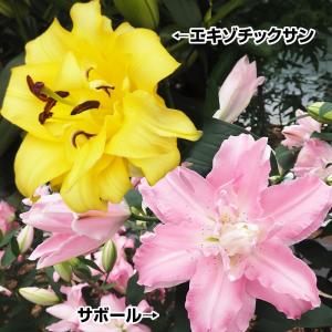 国華園 ユリ 球根 花ユリ 八重咲オリエンタルリリーAセット 2種4球(各2球) 百合球根 ユリの球根