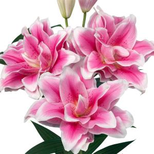 国華園 ユリ 球根 八重咲ユリ ローズリリー ミカエラ 20球 無花粉百合球根 ユリの球根 オリエンタルリリー