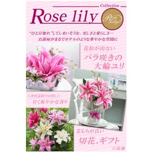 国華園 ユリ 球根 八重咲ユリ ローズリリー ...の詳細画像1