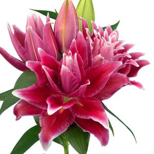 国華園 ユリ 球根 八重咲ユリ ローズリリー タビサ 6球 無花粉百合球根 ユリの球根 オリエンタルリリー