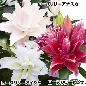 国華園 ユリ 球根 華やかローズリリーセット 3種6球(各2球) 百合球根 ユリの球根 オリエンタルリリー