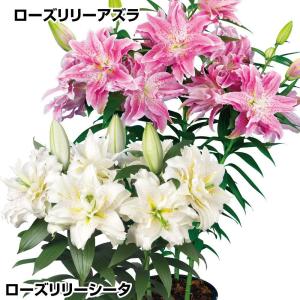 国華園 ユリ 球根 ベランダ向きローズリリーセット 2種4球(各2球) 百合球根 ユリの球根 低草丈 鉢植え