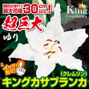 国華園 ユリ 球根 花ユリ オリエンタルリリー...の詳細画像1