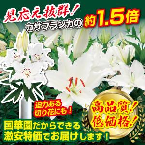 国華園 ユリ 球根 花ユリ オリエンタルリリー...の詳細画像2