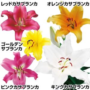 国華園 ユリ 球根 花ユリ カサブランカスペシャルセット 5色11球 百合球根 ユリの球根