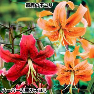 国華園 原種ユリ 球根 鹿の子ユリセット 2種6球(各3球) 百合球根 ユリの球根 カノコユリ