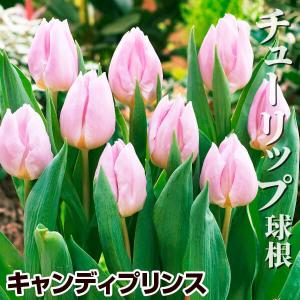 国華園 チューリップ 球根 キャンディプリンス 20球 チューリップの球根