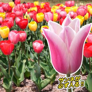 国華園 チューリップ 球根 サンネが必ず入るバラエティー福袋 20球 チューリップの球根 送料無料