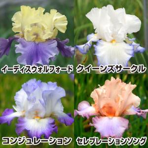 国華園 ジャーマンアイリス 株分け苗 ダイクスメダル受賞セット 4種4株 ジャーマンアイリスの苗 花の苗