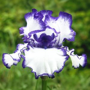 国華園 ジャーマンアイリス 株分け苗 レアートリート 1株 ジャーマンアイリスの苗 花の苗
