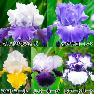 国華園 ジャーマンアイリス 株分け苗 芳香種セット 5種5株 ジャーマンアイリスの苗 花の苗
