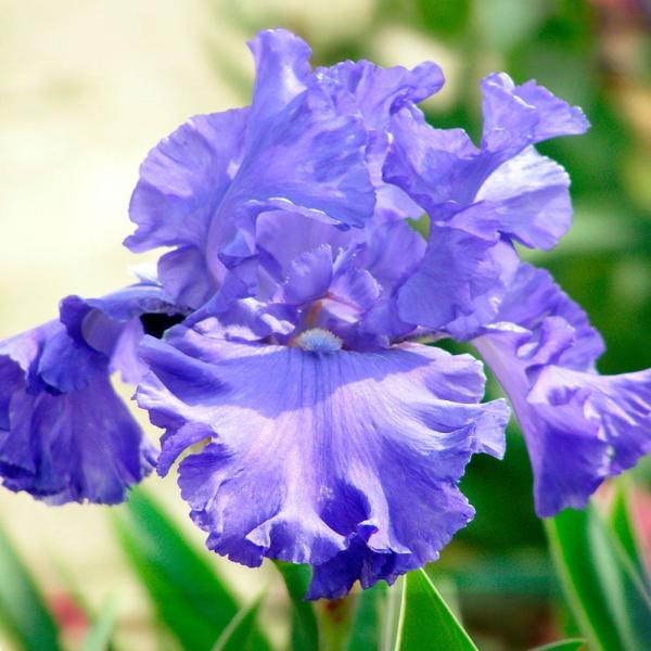 国華園 ジャーマンアイリス 株分け苗 ブレンヒムロイヤル 1株 ジャーマンアイリスの苗 花の苗