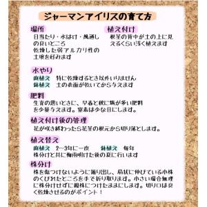 国華園 ジャーマンアイリス 株分け苗 タイムス...の詳細画像1