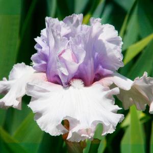 国華園 ジャーマンアイリス 株分け苗 クリスタルギャザー 3株 ジャーマンアイリスの苗 花の苗