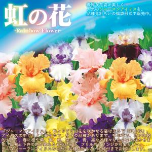 国華園 ジャーマンアイリス 株分け苗 高級品種...の詳細画像1