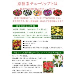 国華園 原種系チューリップ 球根 タコ 10球...の詳細画像1