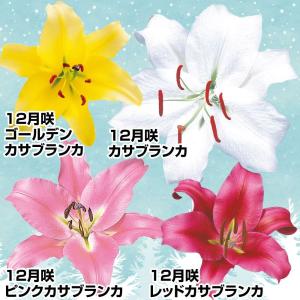国華園 ユリ 球根 12月咲カサブランカセット ...の商品画像