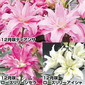 国華園 12月咲 ユリ 球根 八重咲オリエンタルリリーセット 3種9球(各3球) 百合球根 ユリの球根 冬咲く