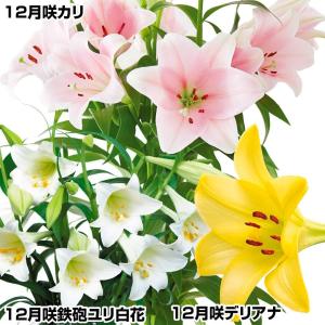 国華園 ユリ 球根 12月咲鉄砲ユリセット 3種...の商品画像
