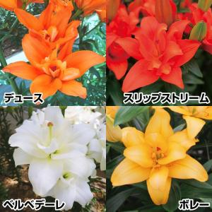 国華園 ユリ 球根 八重咲すかしユリAセット 4種16球(各4球) 百合球根 ユリの球根