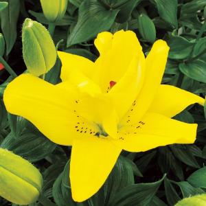 国華園 ユリ 球根 すかしユリ アバロンコックピット 4球 百合球根 ユリの球根