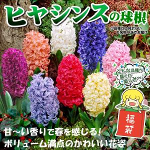 国華園 ヒヤシンス 球根 福袋 60球 (3〜...の詳細画像1