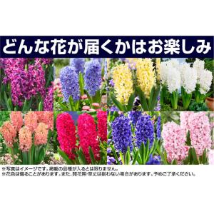 国華園 ヒヤシンス 球根 福袋 60球 (3〜...の詳細画像2