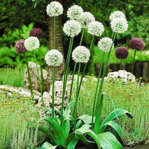 国華園 アリウム 球根 マウントエベレスト (大輪) 3球 アリウムの球根 秋植え球根