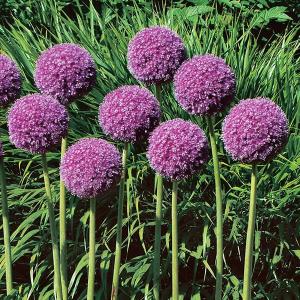 国華園 秋植え球根 アリウム ギガンチューム(大輪) 9片