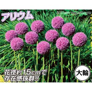 国華園 アリウム 球根 ギガンチューム (大輪...の詳細画像1