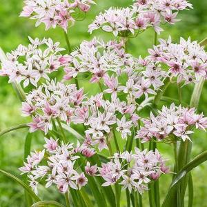 国華園 アリウム 球根 カメレオン (小輪) 50球 アリウムの球根 秋植え球根