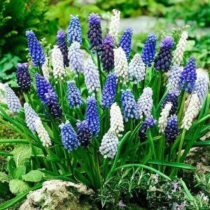 国華園 ムスカリ 球根 4種ミックス (花色見計らい) 60球 ムスカリの球根 秋植え球根
