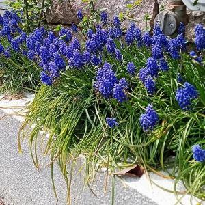 国華園 ムスカリ 球根 アルメニアカム 30球 ムスカリの球根 秋植え球根 爆買