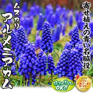 国華園 ムスカリ 球根 アルメニアカム 30球...の詳細画像1