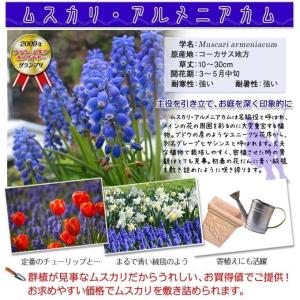 国華園 ムスカリ 球根 アルメニアカム 30球...の詳細画像2