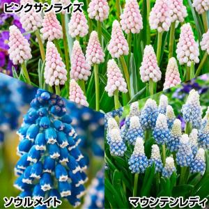 国華園 ムスカリ 球根 セット 3種25球 ムスカリの球根 秋植え球根