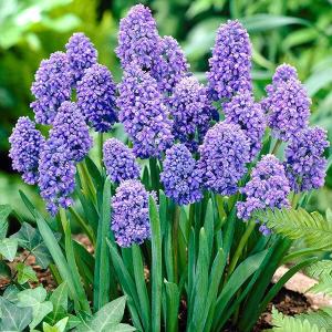 国華園 ムスカリ 球根 ブルースパイク 50球 ムスカリの球根 秋植え球根