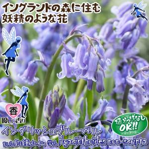 国華園 ヒヤシンソイデス 球根 イングリッシュ...の詳細画像1