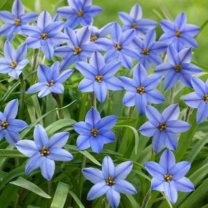 国華園 ハナニラ 球根 ジェシー 30球 青花 アイフェイオン ハナニラの球根 秋植え球根