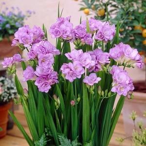国華園 フリージア 球根 ダブル咲 紫花 20球 フリージアの球根 八重咲き 秋植え球根