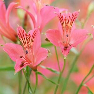 国華園 アルストロメリア 球根 ローズシェード 5球 アルストロメリアの球根 秋植え球根