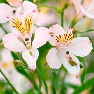 国華園 アルストロメリア 球根 ペールピンクシェード 3球 アルストロメリアの球根 秋植え球根