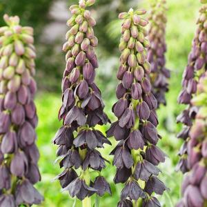 国華園 フリチラリア 球根 ペルシカ 3球 フリチラリアの球根 秋植え球根