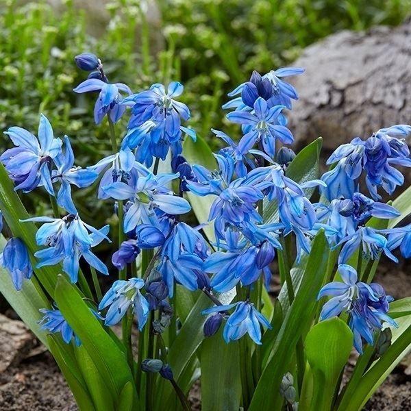 国華園 シラー 球根 シベリカ 30球 シラーの球根 秋植え球根