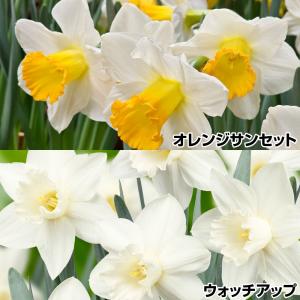 国華園 水仙 球根 厳選ラッパ咲水仙セット 2種10球 スイセンの球根