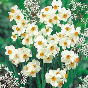 国華園 水仙 球根 芳香水仙 ゼラニウム 10球...の商品画像