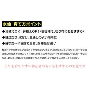 国華園 水仙 球根 バタフライ咲水仙 イエロー...の詳細画像1
