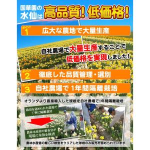 国華園 水仙 球根 バタフライ咲水仙 イエロー...の詳細画像2