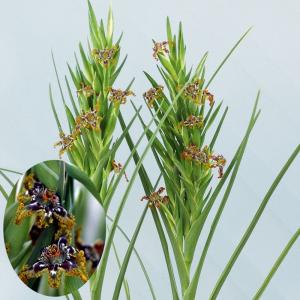 国華園 [メール便配送] 秋植え球根 フェラリア クリスパ 1球