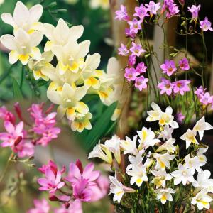 国華園 [メール便配送] 秋植え球根 フリージア 原種ミックス 3球
